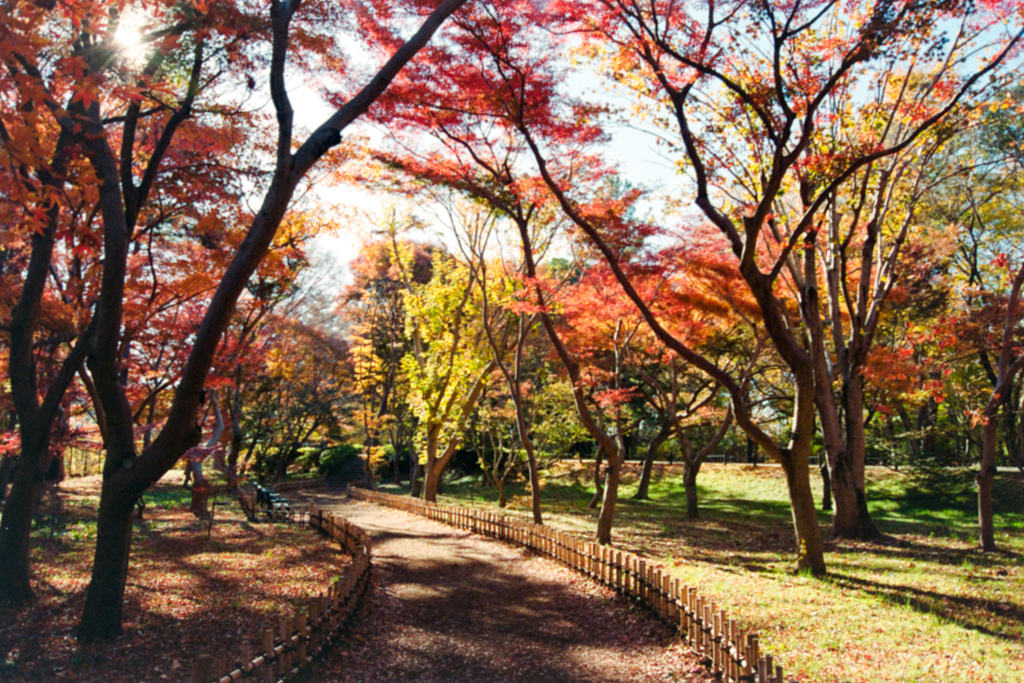 神代植物公園【かえで園：園内から見る紅葉】20231202銀塩NLP