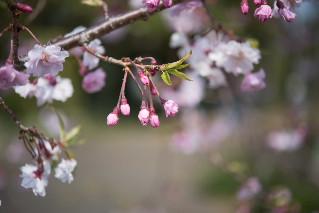花菜ガーデン【しだれ桜】20190407