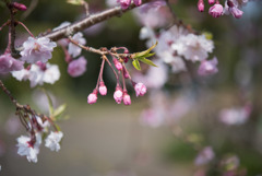 花菜ガーデン【しだれ桜】20190407