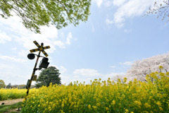 昭和記念公園【花の園（ナノハナとサクラ）】④20250408