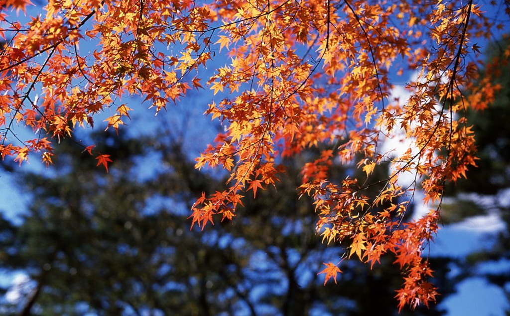 【紅葉】④20131113