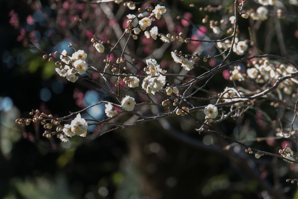 皇居東御苑【梅林坂：麝香梅】20190203