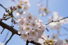 新宿御苑【桜：染井吉野】⑨20170402