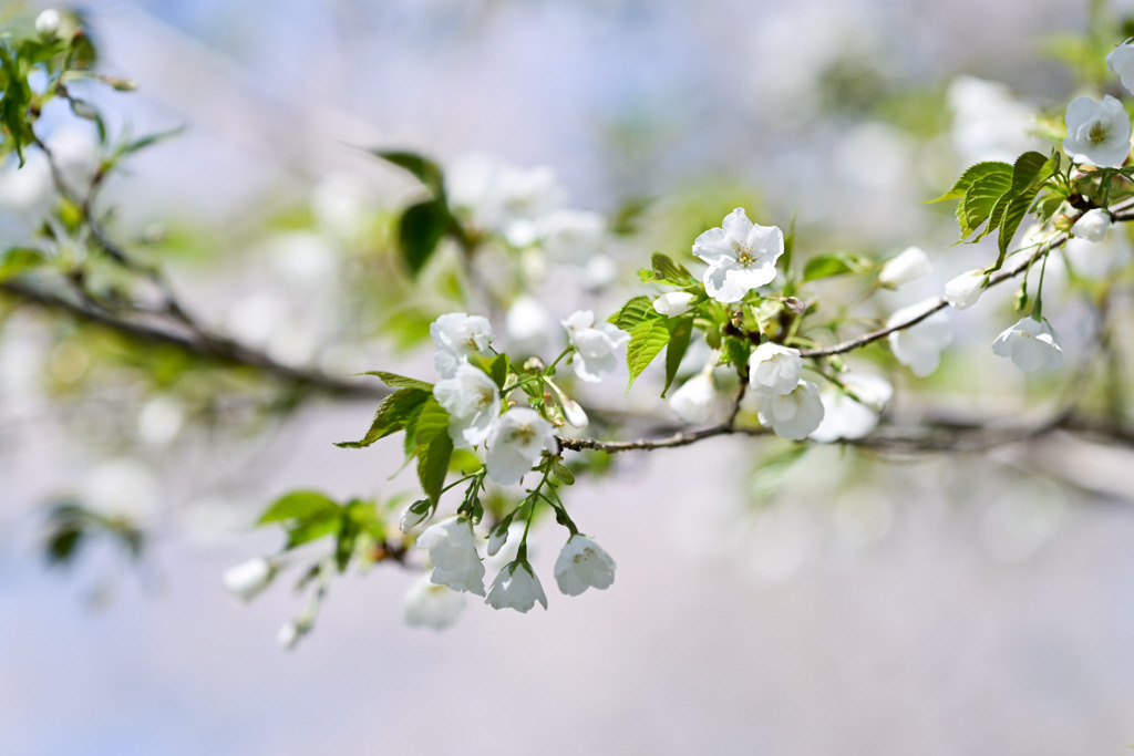 神代植物公園【サクラ：大島桜】①20250404