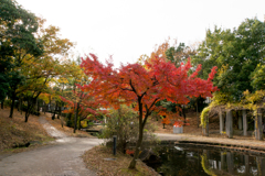 【ささぶねの道の紅葉】④20161120