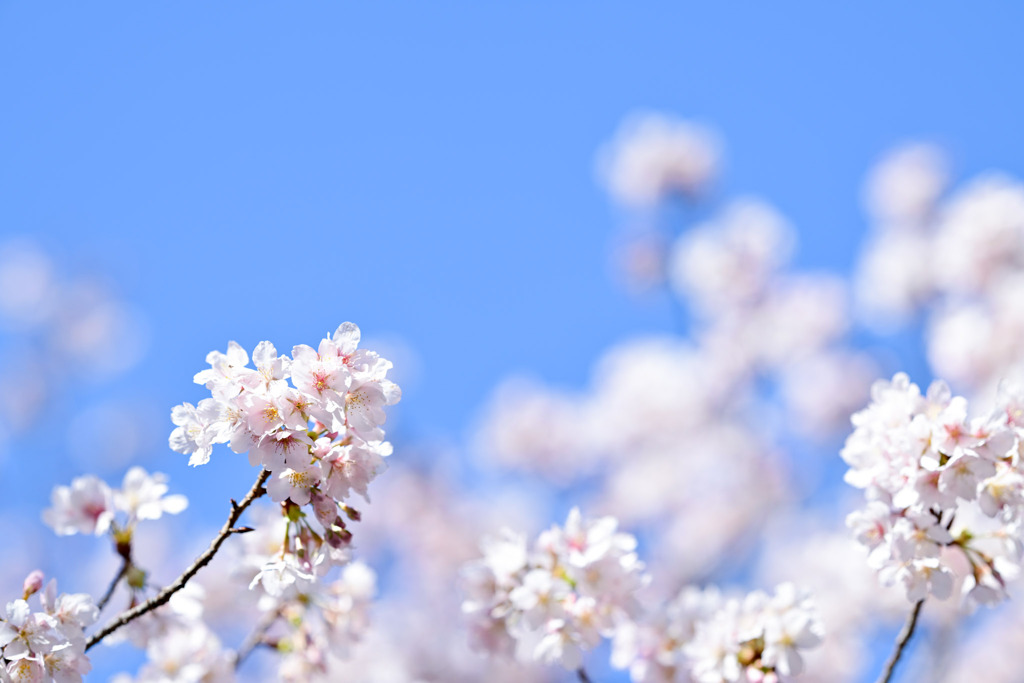 薬師池公園【玉繩桜：近景】①20250310