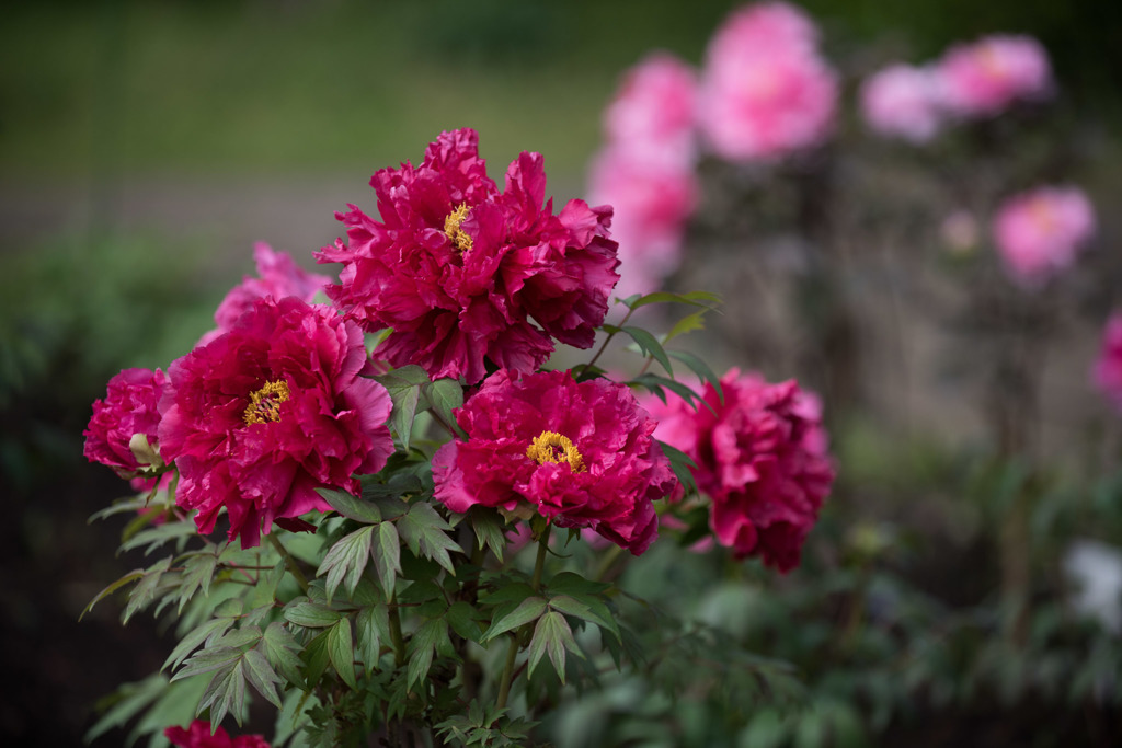 【神代植物公園(牡丹：紅輝獅子)】①20160424