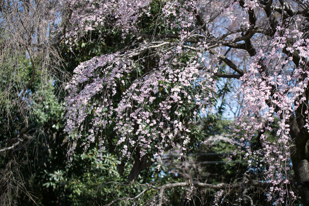神代植物公園【枝垂れ桜】⑤20230319