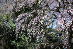 神代植物公園【枝垂れ桜】⑤20230319
