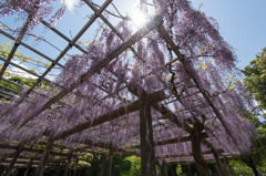 【薬師池公園(藤の花)】①20160429