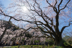 六義園【枝垂れ桜】④20200320