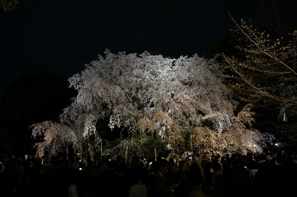 【六義園の夜桜】
