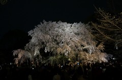 【六義園の夜桜】