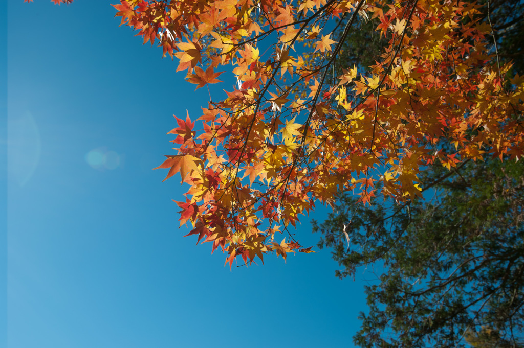 【薬師池公園：輝きの楓】③20141206