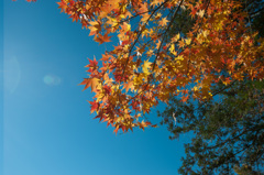 【薬師池公園：輝きの楓】③20141206