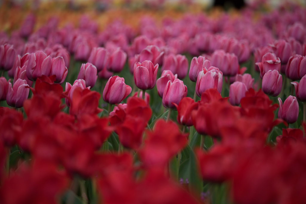 【花菜ガーデン(ピンクインプレッション)】①20150404