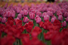 【花菜ガーデン(ピンクインプレッション)】①20150404