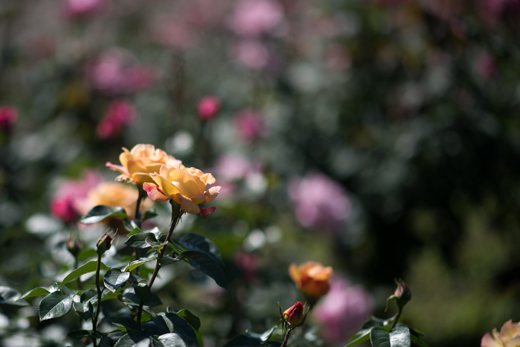神代植物公園【春バラ：ピース】20230503