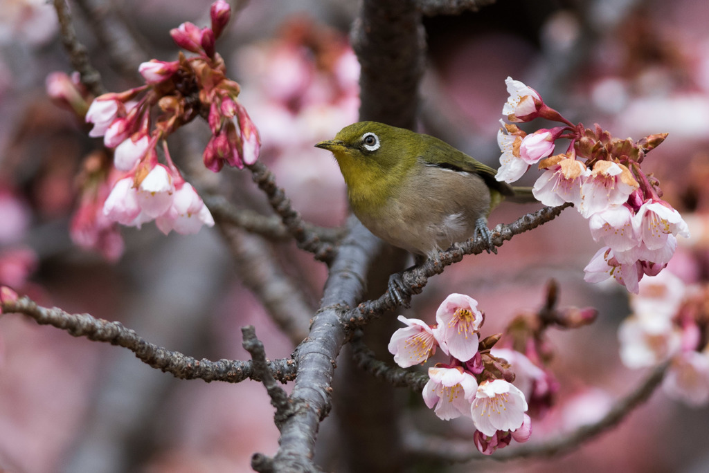 新宿御苑【メジロと寒桜】⑥20180211