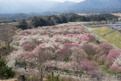 いなべ市梅林公園【満開の梅苑】①20190315
