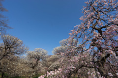 府中市郷土の森梅園【梅園のの眺め】①20190302