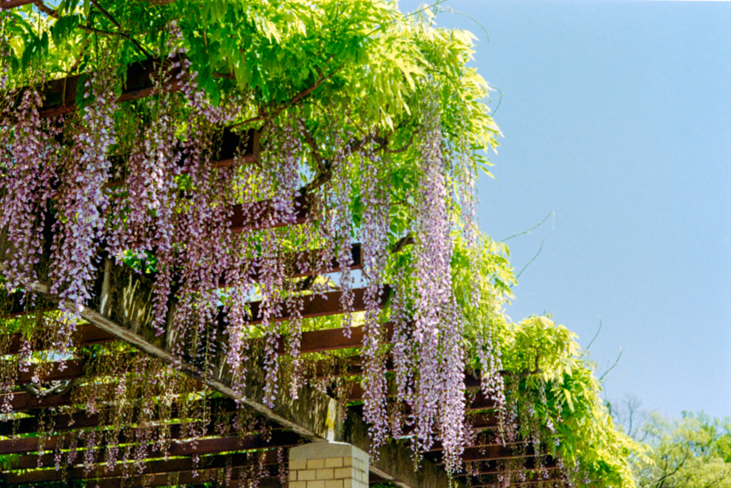 神代植物公園【藤の花】③20220430銀塩NLP