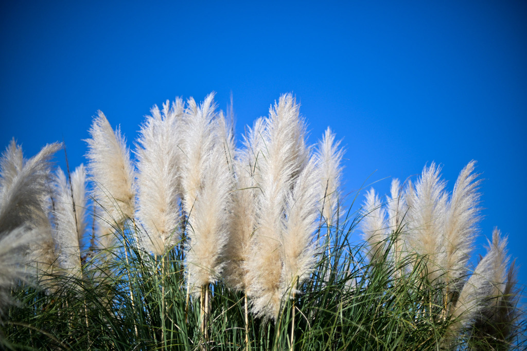神代植物公園【パンパスグラス】③20251130