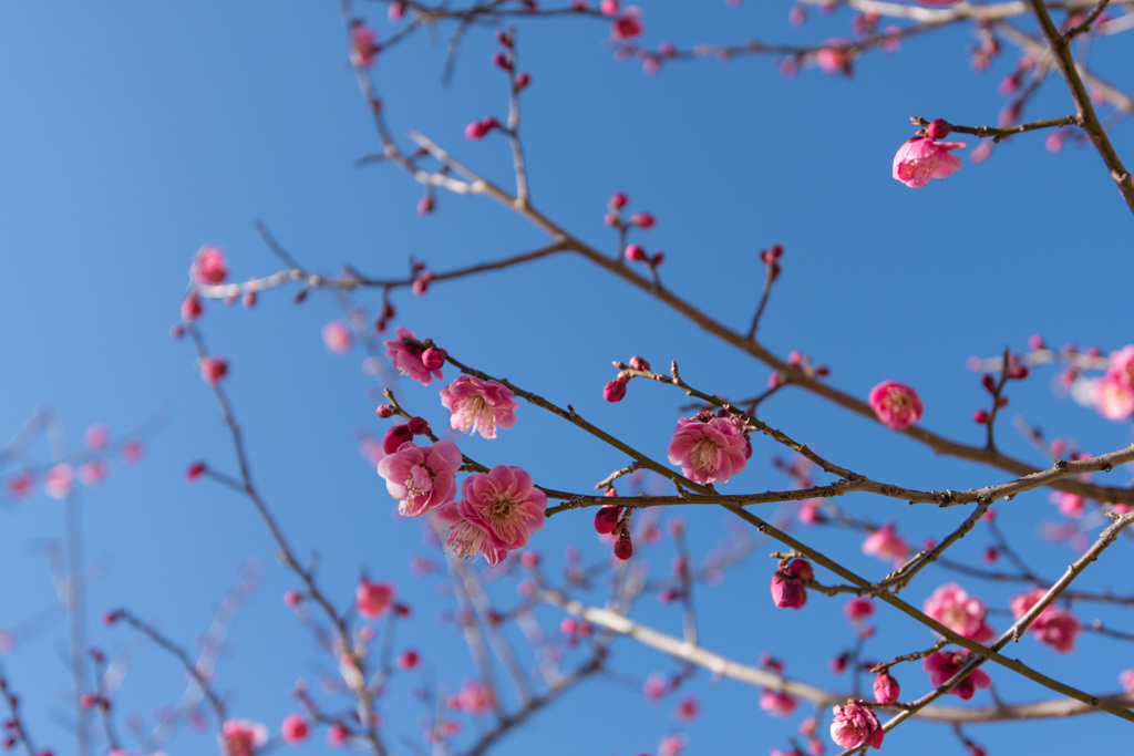 【小田原フラワーガーデン(鴛鴦)】20150214