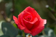 【京成バラ園(薔薇：ハーモニー)】20161023