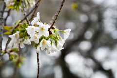 早春の新宿御苑【大島桜】①20240319