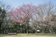 本牧山頂公園【横浜緋桜の原木】20230316