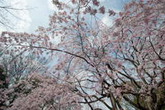 六義園【桜：枝垂れ桜】②20170402