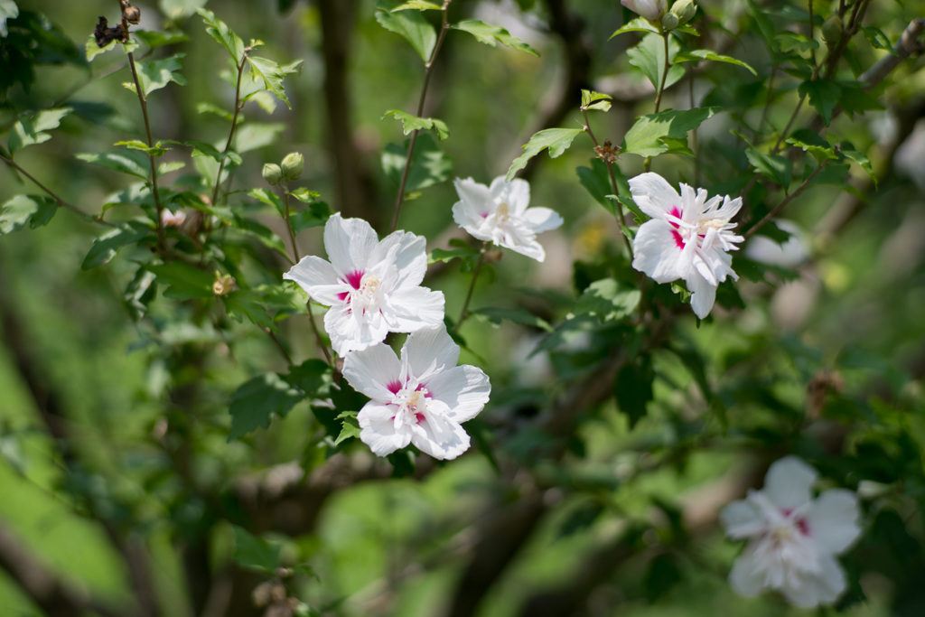 神代植物公園【ムクゲ：耳原花笠】20210724