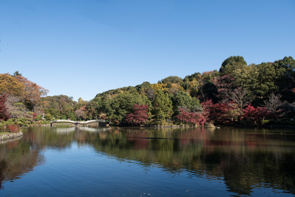 薬師池公園【薬師池の紅葉】①20181123