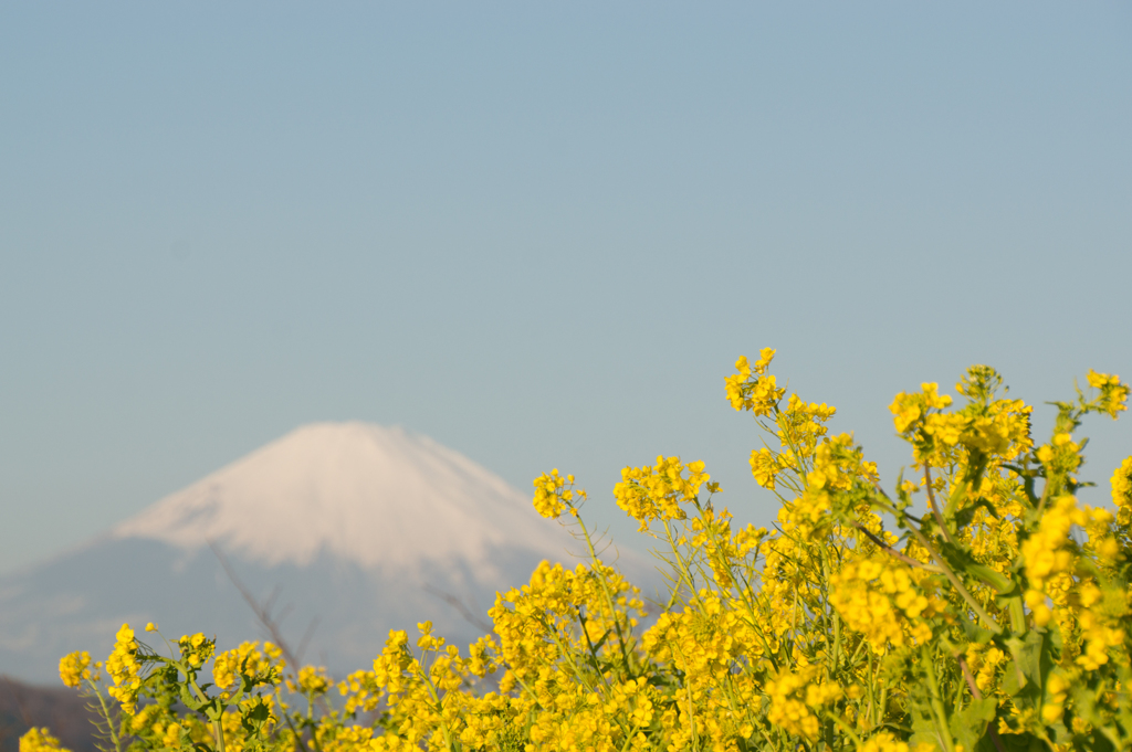 吾妻山公園【富士山と菜の花】②20170107