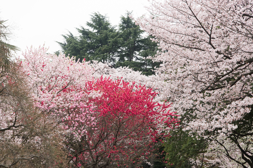 【新宿御苑(ハナモモ)】①20160402