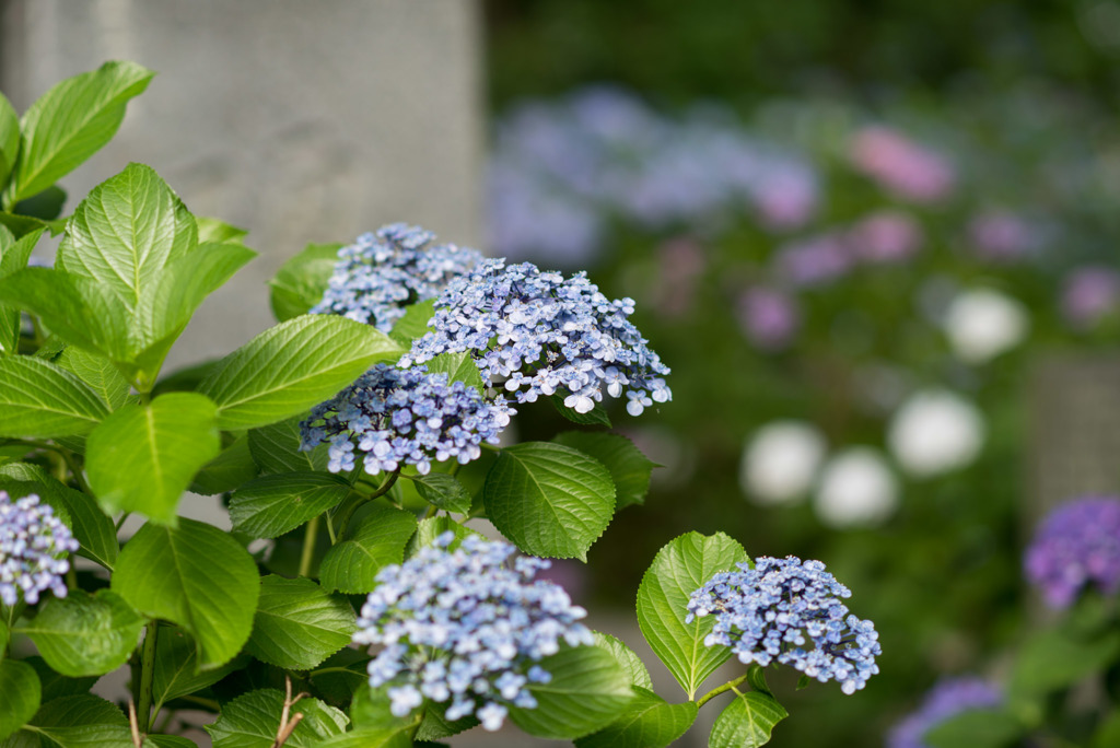 妙楽寺【紫陽花のアップ】①20190622