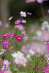 昭和記念公園【花の丘のコスモス】⑤20201101