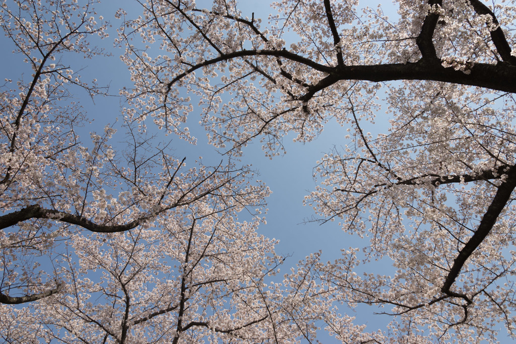 昭和記念公園【さくら橋近くの桜林の眺め】①20190406