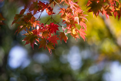 昭和記念公園【日本庭園：紅葉のピックアップ】①20181117