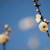 【大船植物園(水心鏡)】20150207.jpg