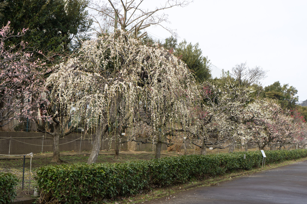 大船フラワーセンター【梅園の様子】20200215