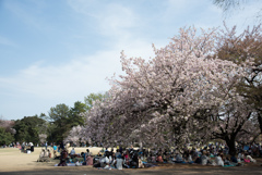 新宿御苑【桜：一葉】①20170416