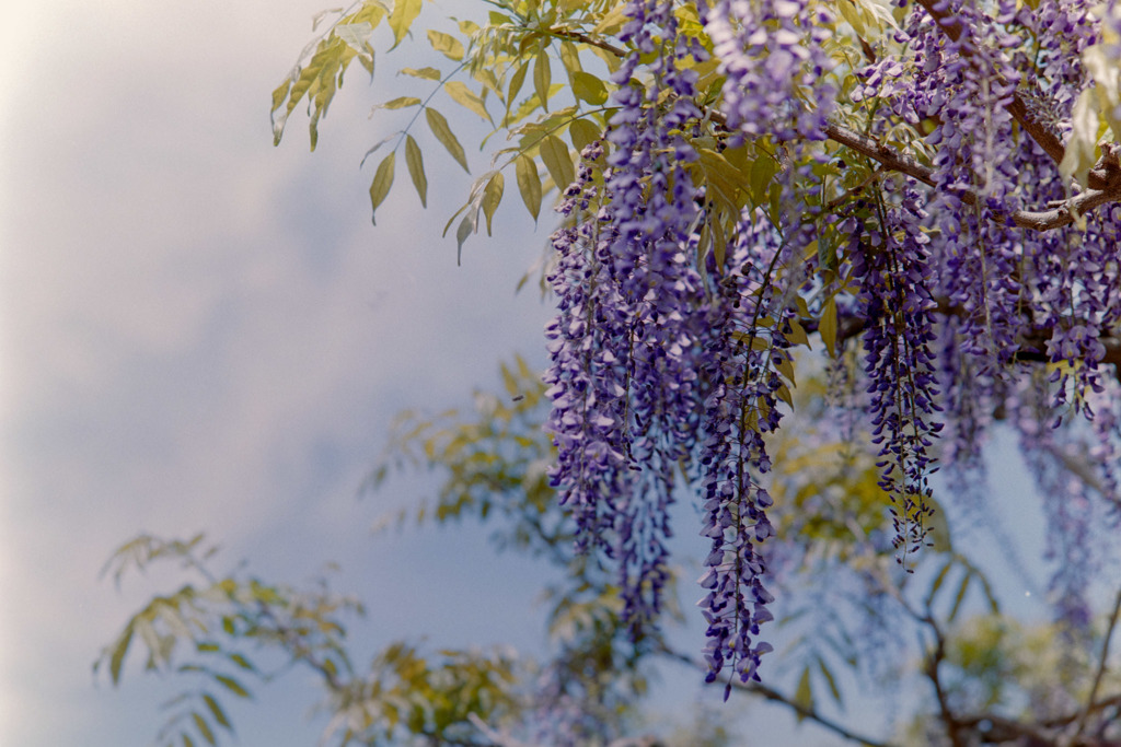 神代植物公園【藤の花】③20190503