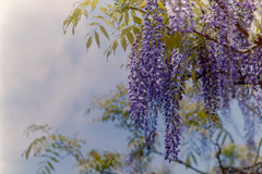 神代植物公園【藤の花】③20190503