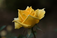 【生田緑地ばら苑(薔薇：インカ)】20161016