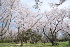 昭和記念公園【桜の園：桜林の様子】①20220402