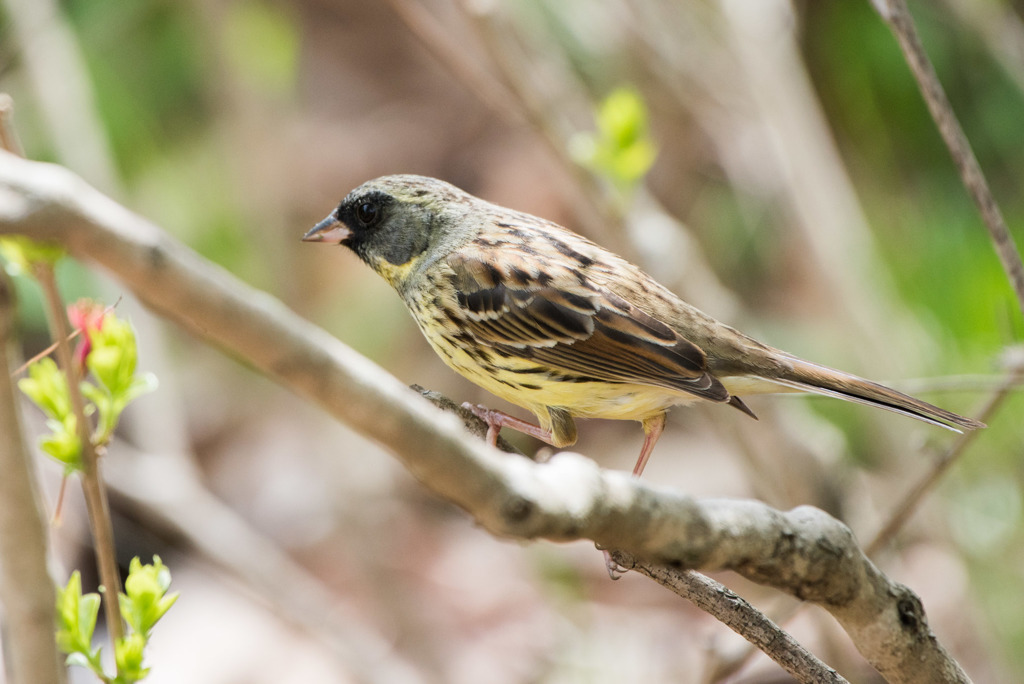 座間谷戸山公園【野鳥：アオジ】20180414