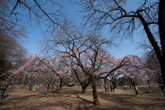 新宿御苑【大寒桜】①20170311