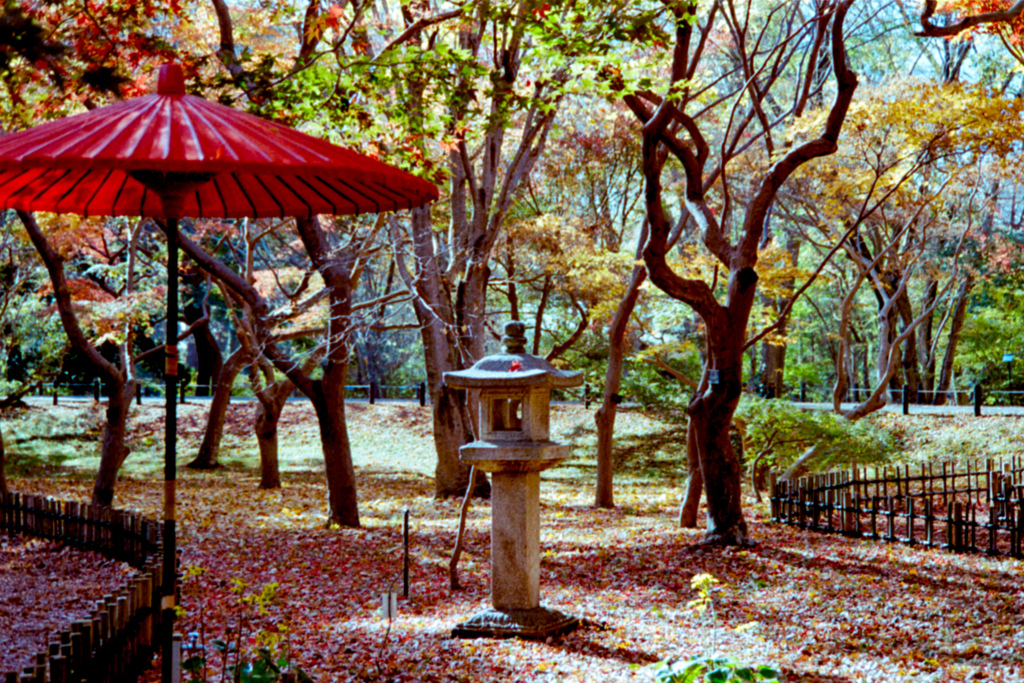 神代植物公園【かえで園の紅葉(近景)】②20221204銀塩NLP